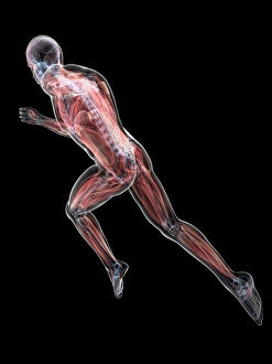 Central Nervous System Diagram Impressions: Sprinter, artwork