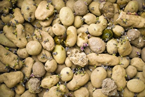 Solanum Tuberosum Impressions: Sprouting potatoes