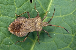 Coreus Marginatus Impressions: Squash bug