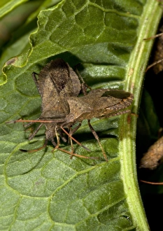 Coreus Marginatus Impressions: Squash bugs