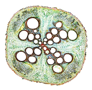 Plant Vascular System Impressions: Squash root, light micrograph
