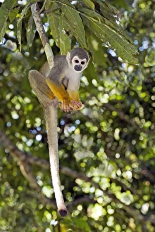 South American Primates Impressions: Squirrel monkey