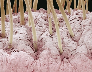 Coloured Scanning Electron Micrograph SEM Impressions: Squirrel monkey lip, SEM