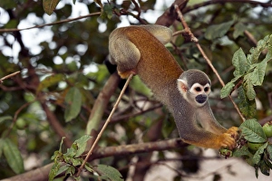 Squirrel Monkey Impressions: Squirrel monkey picking fruit in a tree