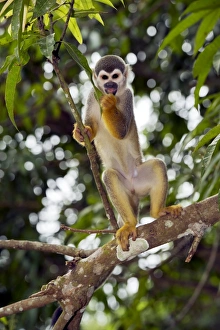 Central America Primates Impressions: Squirrel monkey in a tree