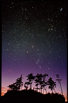 Images datées de 2012 avril: Champ d'étoiles sur les arbres