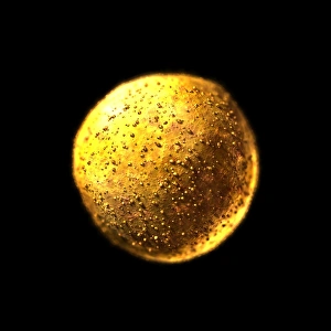 Stem Cell Research Impressions: Stem cell
