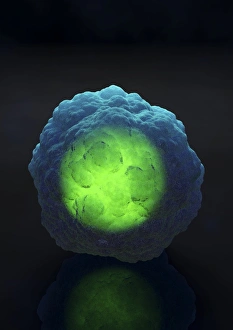 Images datées de 2009 mai: La cellule souches, l'art de la peinture