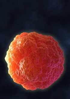 Stem Cell Biology Impressions: Stem cell, computer artwork