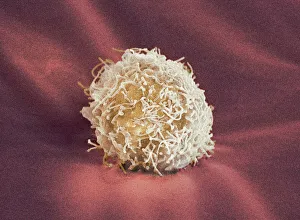 Impressions de Le stématocyte, micrographie électronique de scan (SEM). Les stématocytes peuvent se différencier en tout autre type de cellule Images datées de 2008 février: Cellule souches, SEM