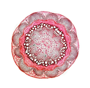 Light Microscopy Images Impressions: Stem of old mans beard