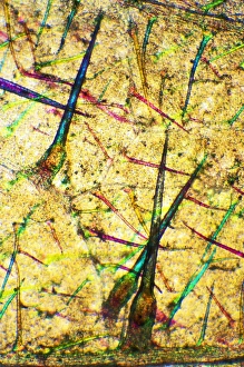 Polarised Light Microscopy Impressions: Stinging nettle leaf, light micrograph