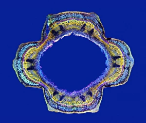 Polarised Light Microscopy Images Impressions: Stinging nettle stem, light micrograph