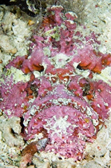 Bony Fish Biology Impressions: Stonefish