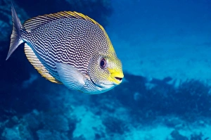 Andaman Sea Fish Impressions: Streaked spinefoot fish