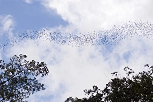 Impressions de Le flux de chauves-souris (ordre Chiroptera) en vol sortant du Caverne des sangliers au Parc national Mulu à Sarawak Images datées de 2006 juin: Rivière de chauves-souris
