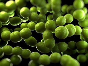 Images datées de 2012 avril: Bactéries de Streptococcus, œuvre d'art