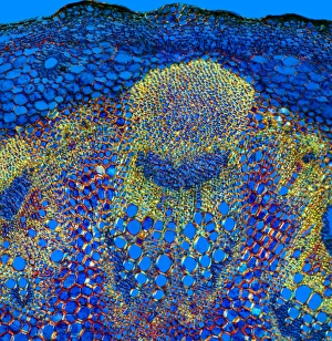 Vascular Bundle Structure Impressions: Sunflower stem, light micrograph