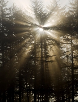 Pine Tree Photography Impressions: Sunlight through pine trees