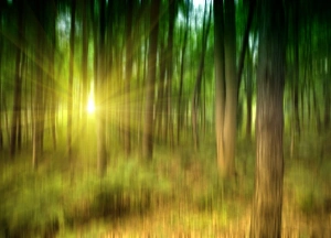 Tree Silhouette Images Impressions: Sunlit forest, artwork