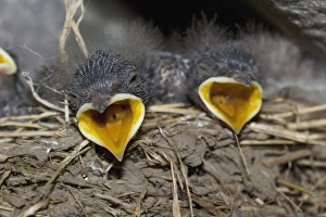 House Martin Nest Impressions: Swallow chicks