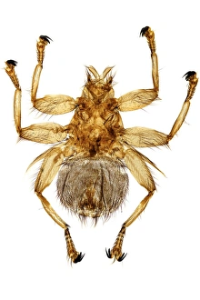 Insect Close Up Photos Impressions: Swallow fly, light micrograph