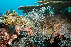 Reef Fish Species Impressions: Sweeper fish
