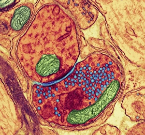 Pont de synapse entre deux neurones, TEM (TEM est la sigle du microscope électronique à transmission)