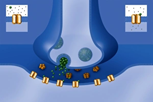 Nerve Impulse Transmission Impressions: Synapse structure, artwork