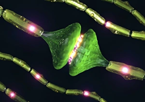 Neuron Communication Impressions: Synapses, artwork