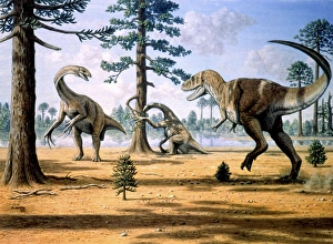 Large Carnivorous Dinosaurs Impressions: Tarbosaurus