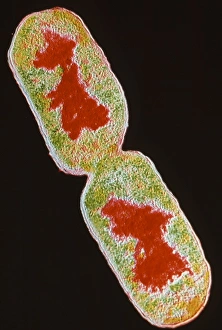 E Coli Bacteria Impressions: TEM E. Coli