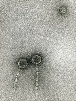 Virology Research Impressions: TEM of Lambda bacteriophages