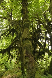Temperate Rainforest Impressions: Temperate rainforest