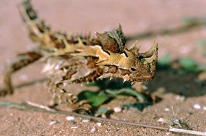 Images datées de 2002 janvier: Lézard à épines acérées