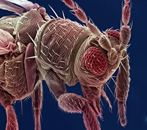 Compound Eye Insect Impressions: Thrip, SEM