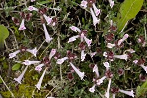 Herb Garden Photos Impressions: Thyme (Thymus integer)
