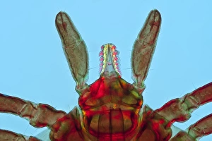 Ixodes Ricinus Impressions: Tick, light micrograph