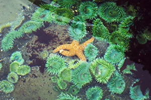 Washington State Wildlife Photos Impressions: Tide pool