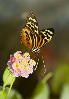Butterfly Mimicry Examples Impressions: Tiger longwing butterfly