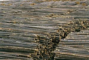 Timber Industry Impressions: Timber