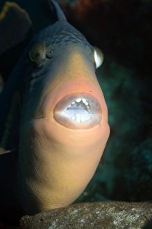 Coral Reef Fish Impressions: Titan triggerfish