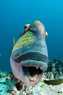Poisson de déclencheur Titan