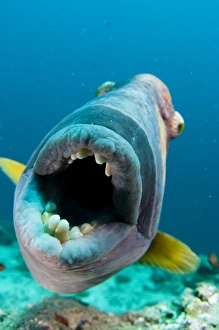 Poisson de déclencheur titan