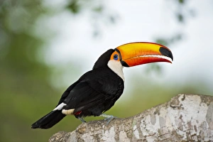 Toco Toucan Impressions: Toco toucan in a tree