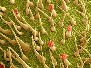 Impressions de La surface de la feuille de tomate. Micrographie électronique à balayage colorée (SEM) de la surface d'une feuille de tomate (Lycopersicon esculentum) Images datées de 2007 mars: Surface de feuille de tomate, microscopie électronique à balayage (SEM)