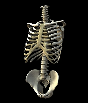 Human Skeletal System Impressions: Torso bones