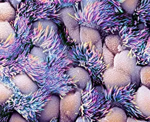 Trachea Lining SEM Impressions: Trachea lining, SEM