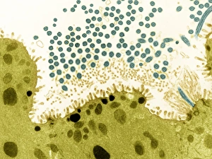Coloured Transmission Electron Micrograph Impressions: Trachea lining, TEM