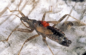 Insect Images Impressions: Tree damsel bug